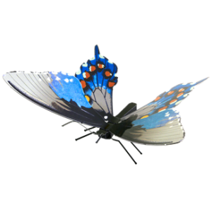 swallowtail pipevine